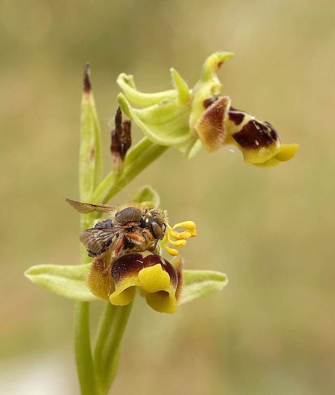 Insetto impollinatore Ophrys conradiae: Anthidium punctatum